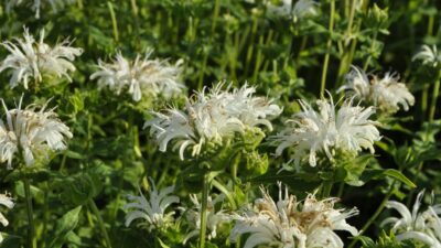 Monarda fistulosa 'Bee-Bright' ®