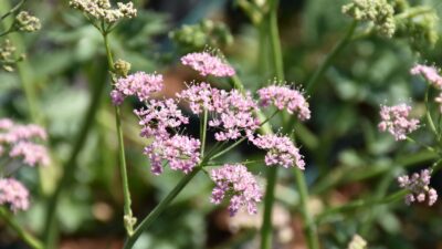 Pimpinella major 'Rosea'