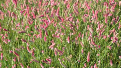 Sanguisorba officinalis 'Rock and Roll'