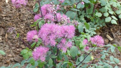 Thalictrum aquilegif. 'Little Pinkie' ®