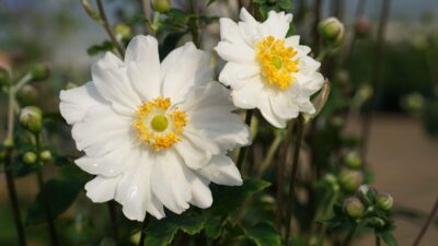 Anemone japonica 'Snow Angel' ®