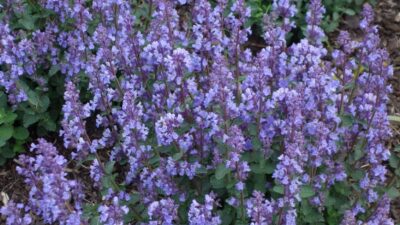 Nepeta x faassenii 'Cat's Pajamas' ®