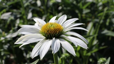 Echinacea purpurea 'JS Ivo's Poem' ®