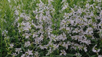 Lythrum virgatum 'White Swirl'