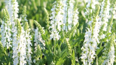 Salvia nemorosa 'Adrian'