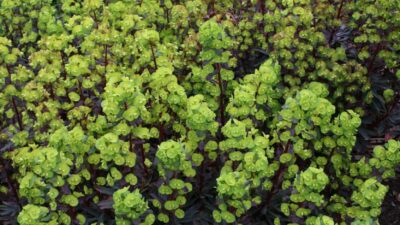 Euphorbia amygdal. 'Purpurea'