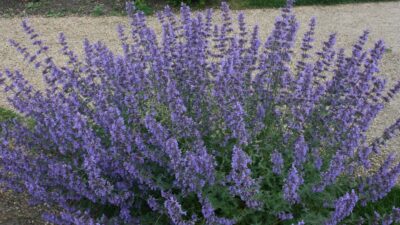 Nepeta x faassenii 'Walkers Low'