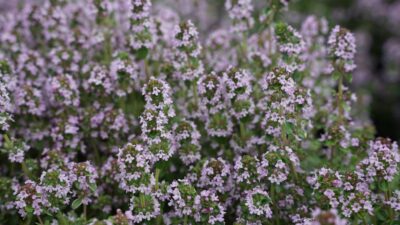 Thymus x citriodorus 'Silver Queen'