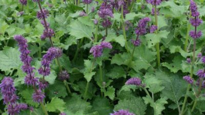 Salvia verticillata 'Purple Rain'