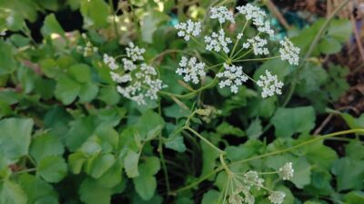 Pimpinella saxifraga