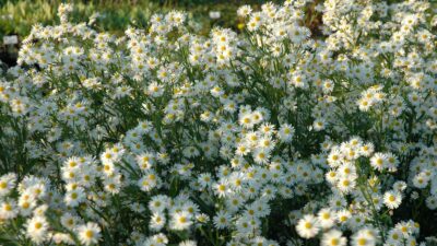 Boltonia asteroides 'Snowbank'