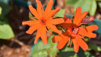 Lychnis x arkwrightii 'Vesuvius'