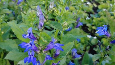 Lobelia siphilitica