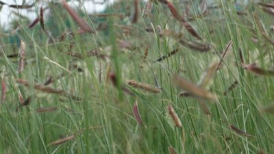 Bouteloua gracilis