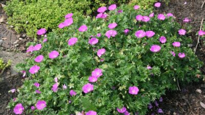Geranium sanguineum 'Max Frei'