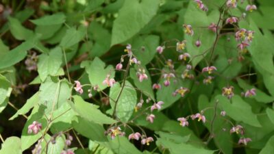 Epimedium cantabrigiense