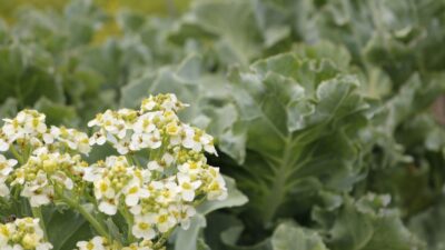 Crambe maritima