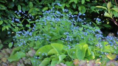 Brunnera macrophylla