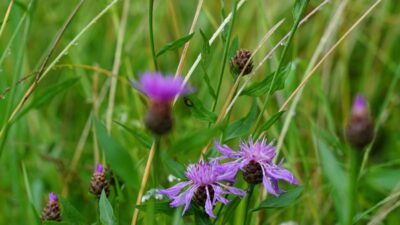 Centaurea scabiosa