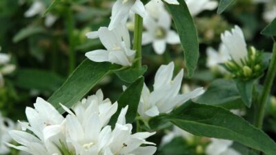 Campanula glomerata 'Alba'