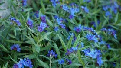 Buglossoides purpurocaerulea