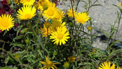 Buphthalmum salicifolium