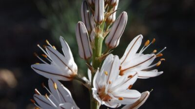 Asphodelus albus