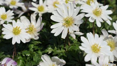 Anemone blanda 'White Splendour'