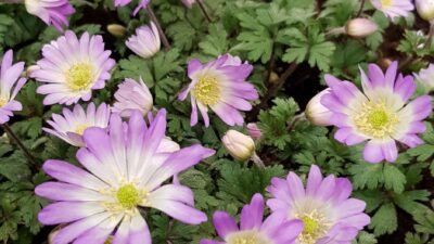 Anemone blanda 'Charmer'