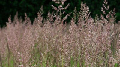 Calamagrostis x acutifl. 'Karl Foerster'