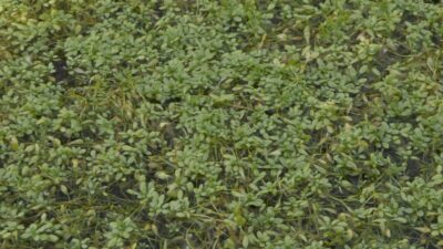 Callitriche palustris