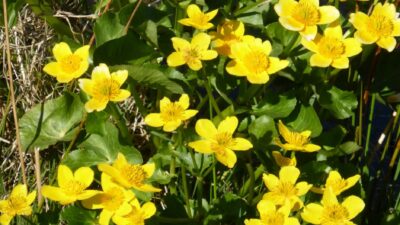 Caltha palustris