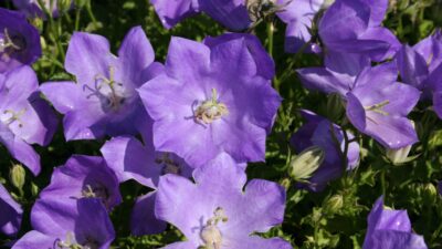 Campanula carpatica 'Blaue Clips'