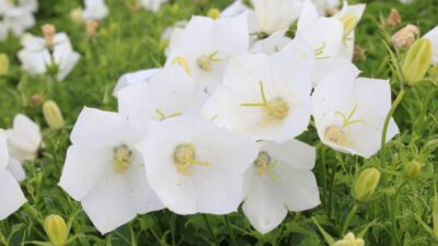 Campanula carpatica 'Weisse Clips'