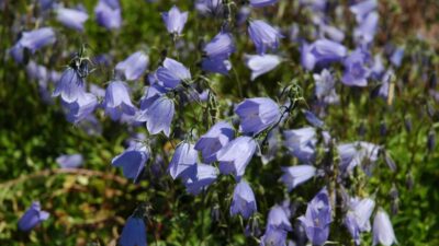 Campanula cochleariifolia