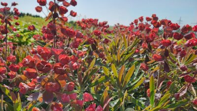 Euphorbia 'Galaxy Glow' -R-