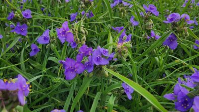 Tradescantia ohiensis