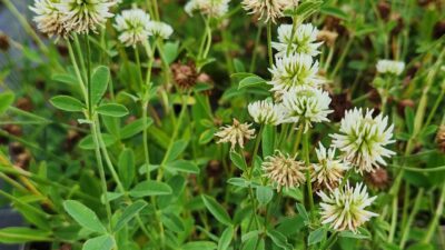 Trifolium montanum