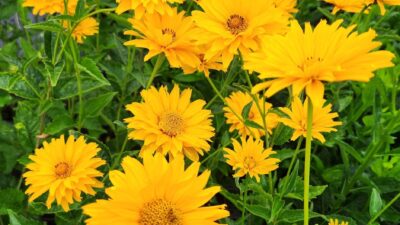 Heliopsis scabra 'Spitzentänzerin'