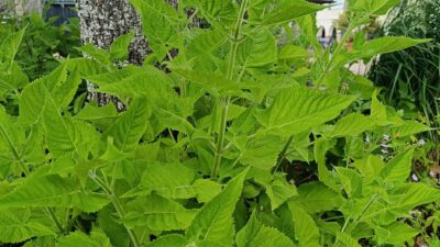 Salvia glutinosa 'Amber'