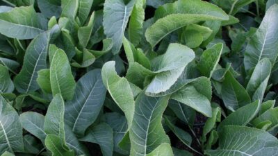 Armoracia rusticana