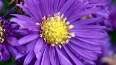 Aster novae-angliae 'Violetta'