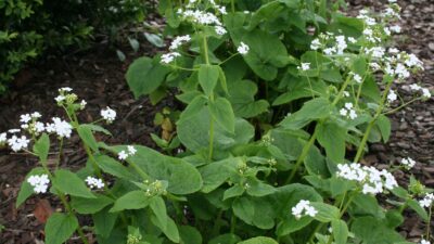 Brunnera macr. 'Betty Bowring'
