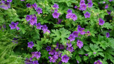 Geranium ibericum 'Vital'