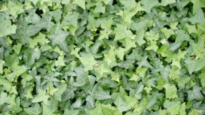 Hedera helix