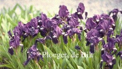 Iris x barbata-nana 'Atroviolacea'