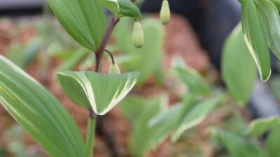 Polygonatum odoratum 'Variegatum'