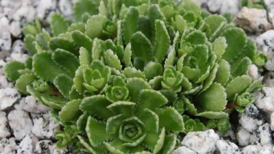 Saxifraga paniculata 'Minor'