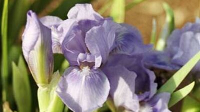 Iris x barbata-nana 'Blue Denim'