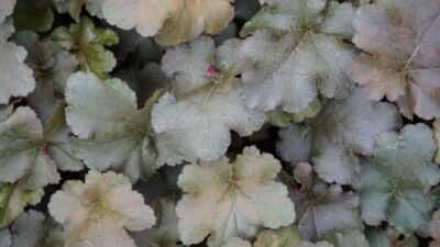 Heuchera micrantha 'Chocolate Ruffles' ®